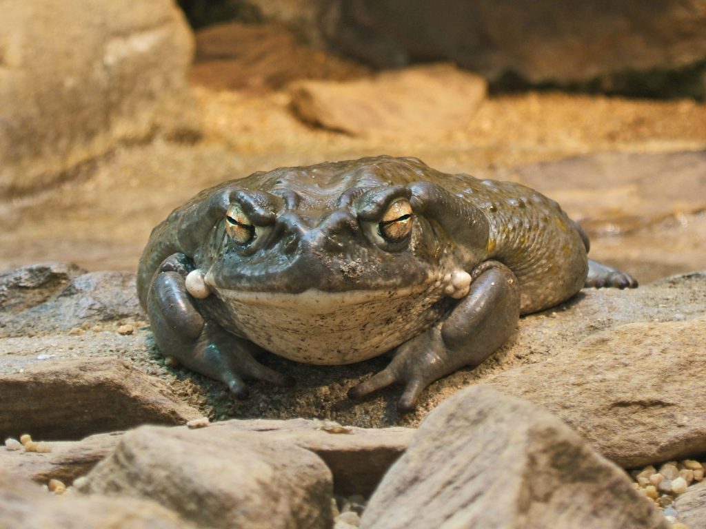 Colorado River Toad
ROTR Mascot 2025